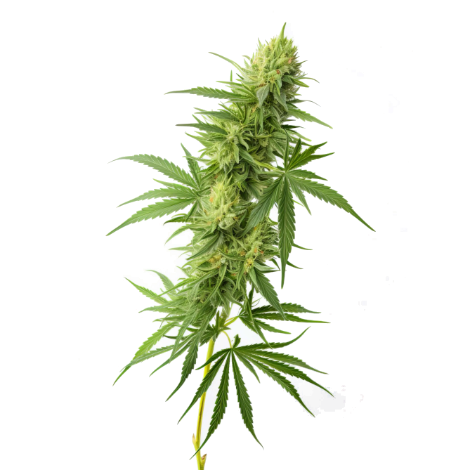 Cultivo